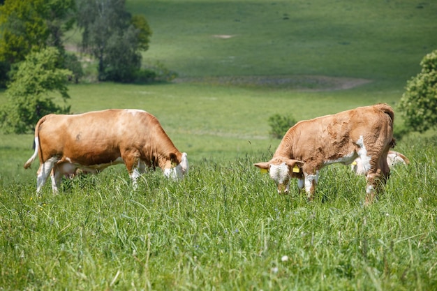 Herd of cows and calves grazing on a green meadow