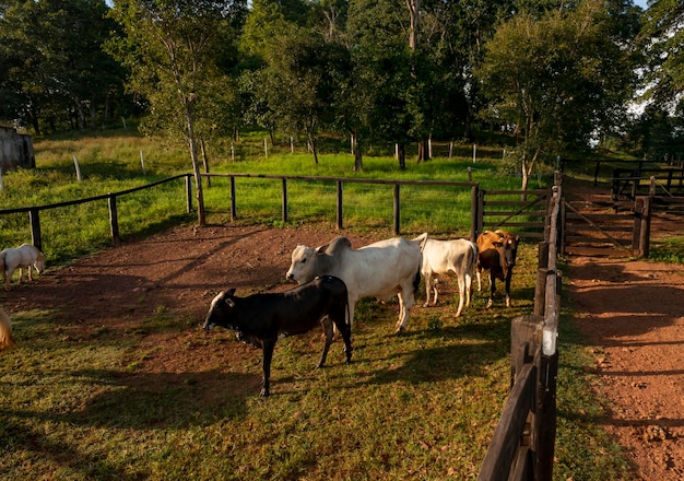 Herd of cows in a corral on a farm in the interior of Brazil