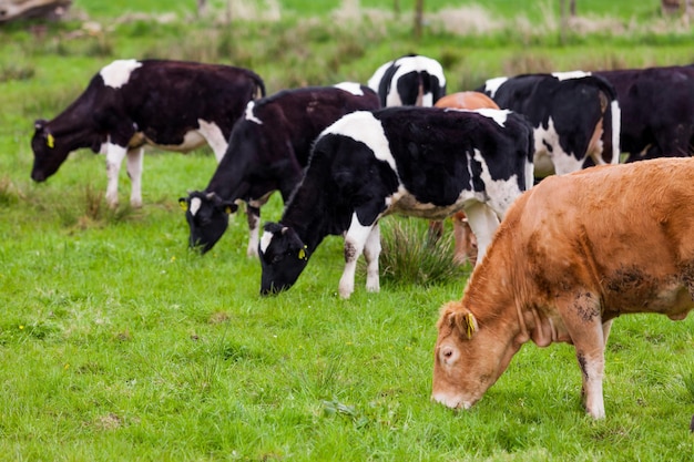 Стадо коров Коровы на поле