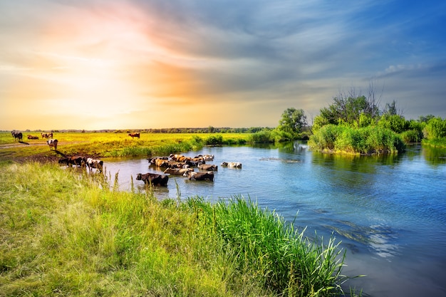 Herd of cows emerges from the lake at sunset