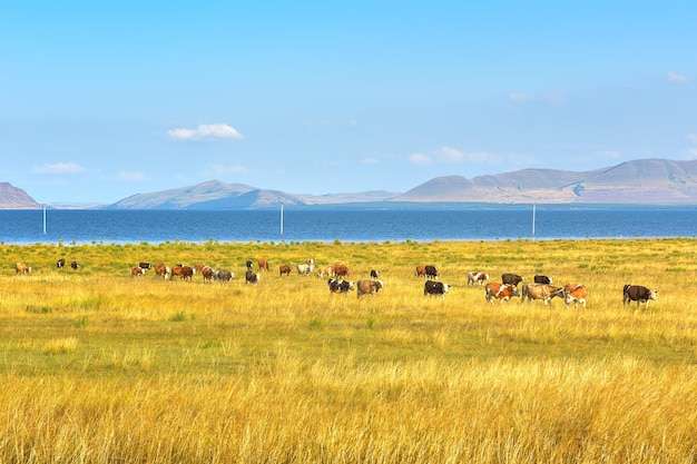 A herd of cows from the steppe plain under a blue cloudy sky Tepsey mountain on the horizon