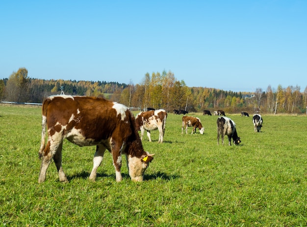 Herd of cows graze in the autumn green field