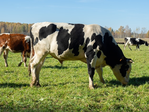 Herd of cows graze in the autumn green field