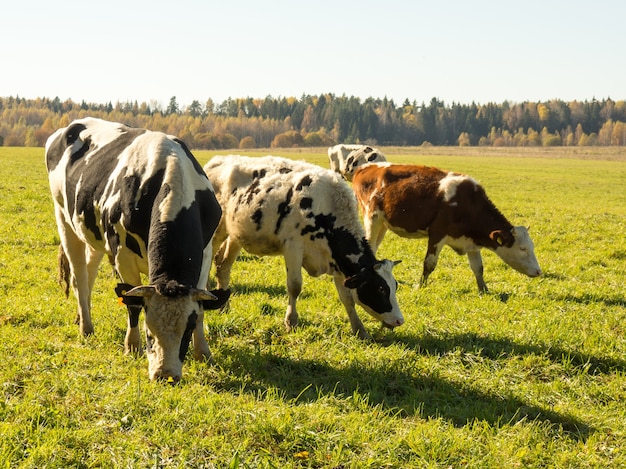 Herd of cows graze in the autumn green field