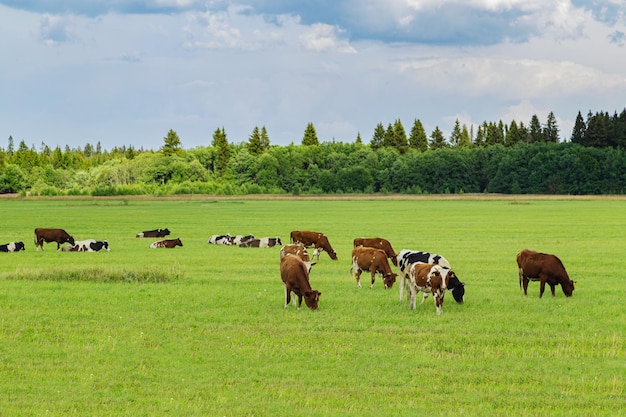 Herd of cows graze in the meadow. Country landscape. Agriculture, animal husbandry, cattle grazing.