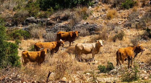 A herd of cows graze on stony hills