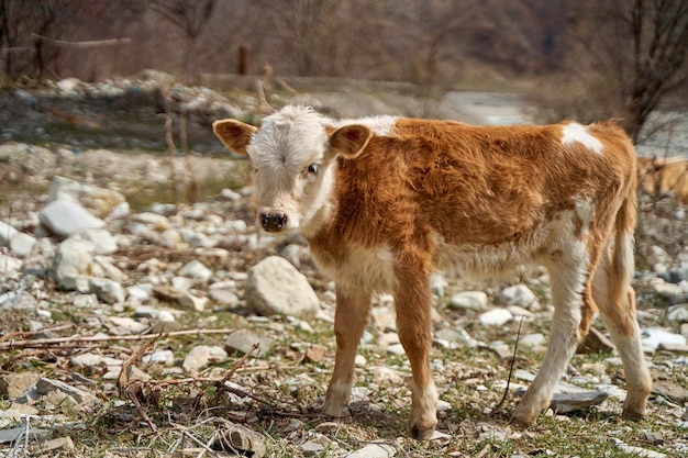 A herd of cows grazes at the bottom of a dry mountain river