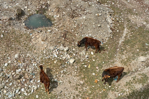 A herd of cows grazes at the bottom of a dry mountain river