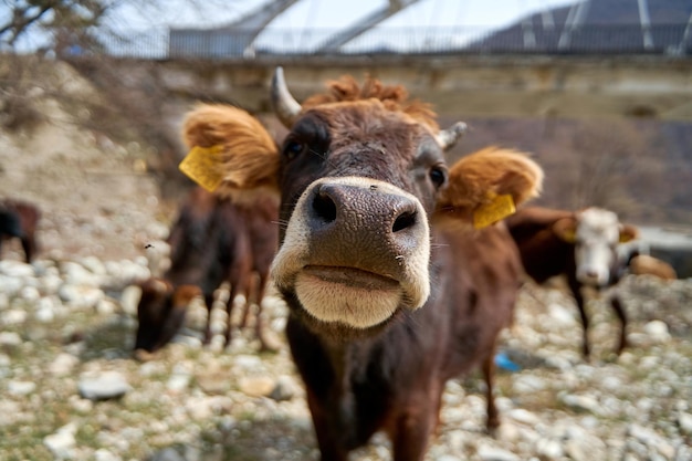 A herd of cows grazes at the bottom of a dry mountain river