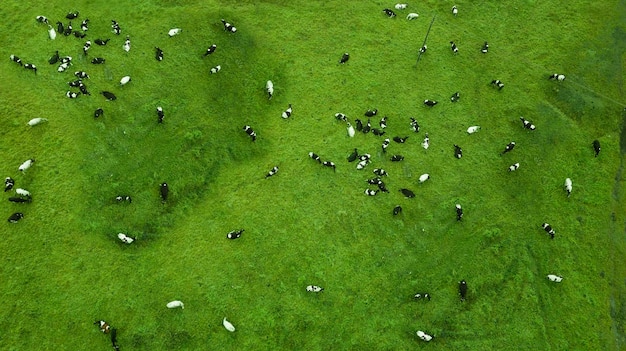 A herd of cows grazes in a field top view