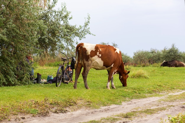 A herd of cows grazes in a green meadow near a country road. Nearby is a shepherdâs bike. Rural landscape