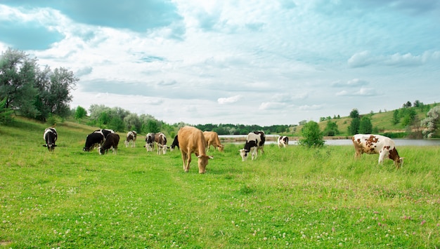 Photo a herd of cows grazes on the lawn