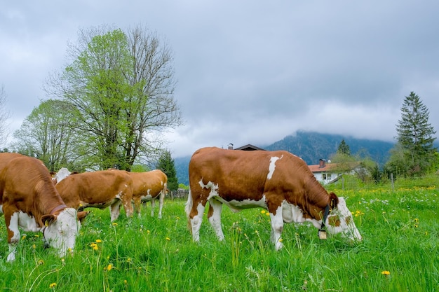 A herd of cows grazes in a meadow in Bavaria