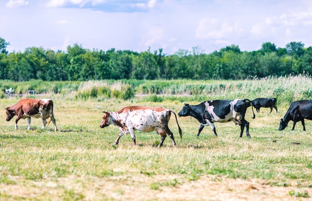 A herd of cows grazes in the meadow