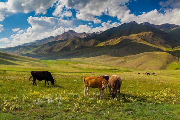 Herd of cows grazing in Alps summer