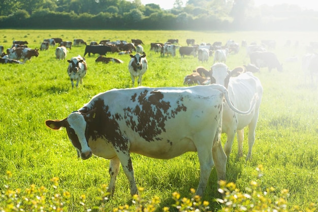 A herd of cows grazing in a field