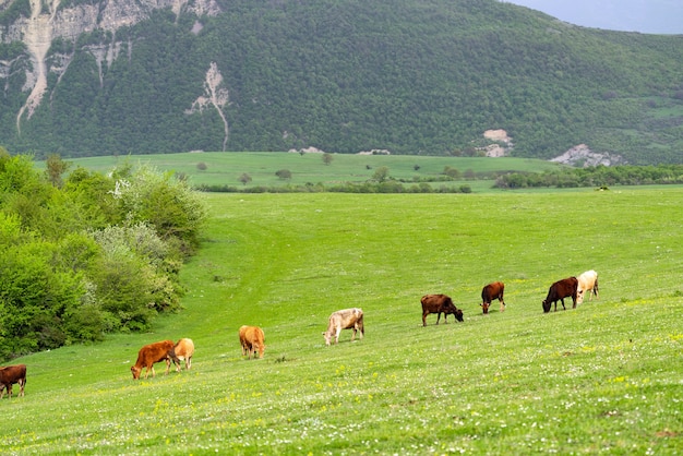 Herd of cows grazing in green meadow