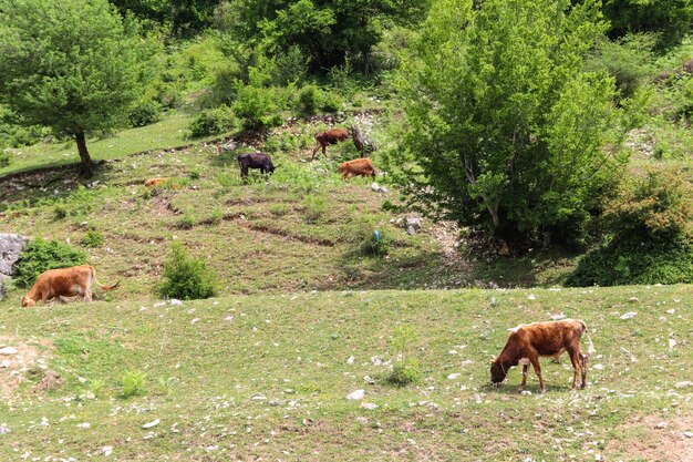 コーカサス山脈の緑の牧草地で放牧している牛の群れ