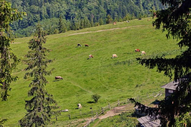 山で放牧されている牛の群れ
