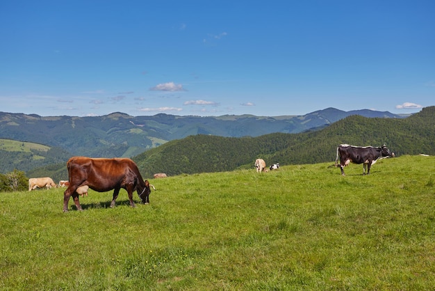 Herd of cows grazing on mountain