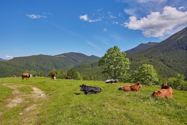 Herd of cows grazing on mountain