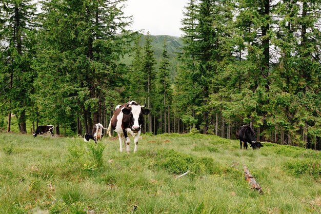 Herd of cows grazing in the mountains