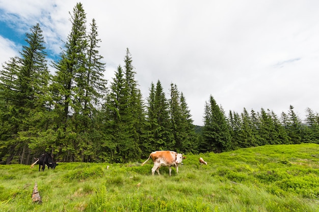 Herd of cows grazing in the mountains