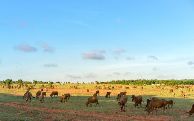 Herd of cows grazing in Vietnam at sunset.