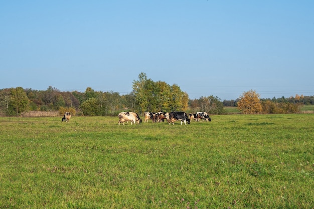 A herd of cows on a green field. Private agricultural enterprise.