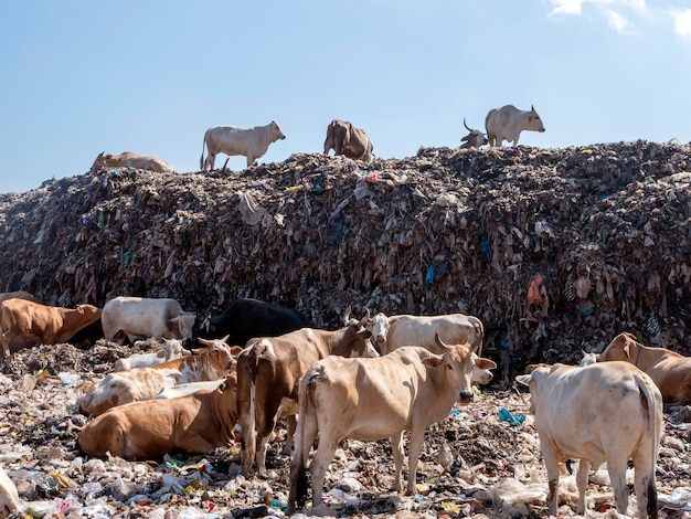 A herd of cows looking for food in the landfill in Indonesia