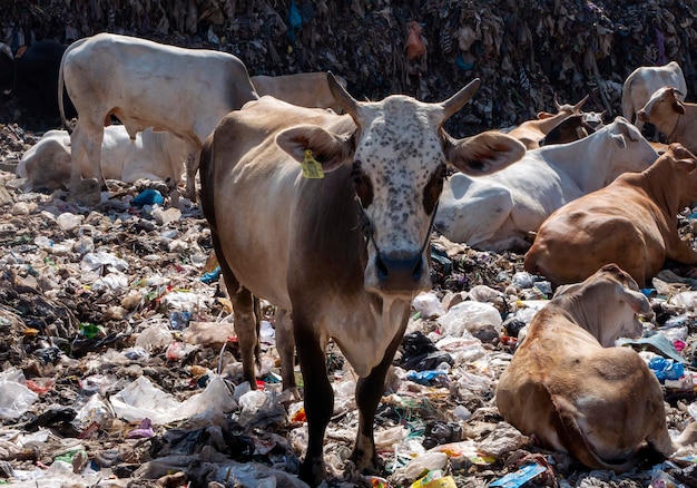 A herd of cows looking for food in the landfill in Indonesia