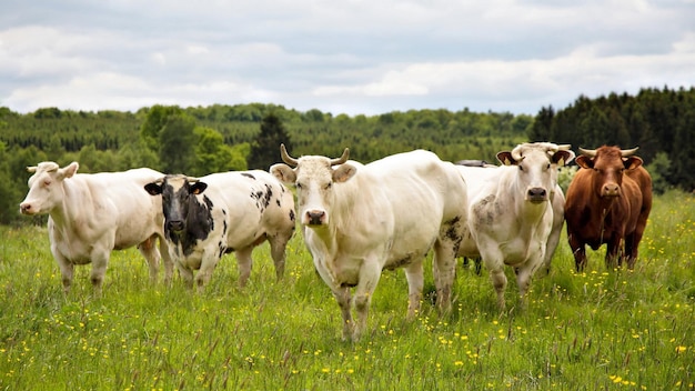 A herd of cows in the meadow.