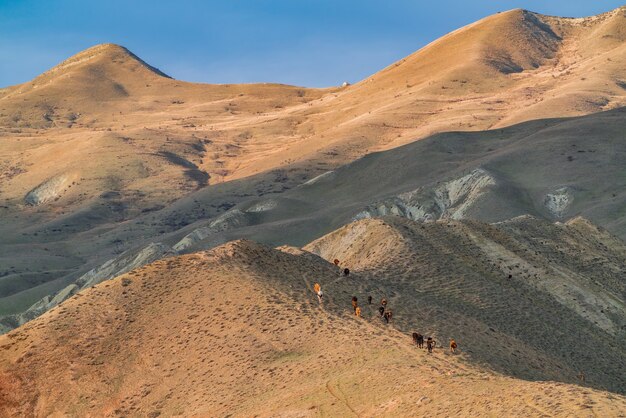 Herd of cows in the mountains