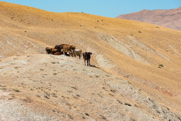 Herd of cows on the mountainside