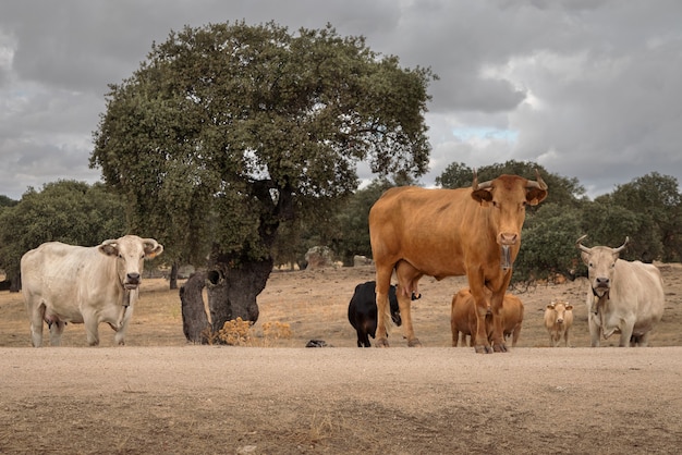 Herd of cows near Arroyo de la Luz Extremadura Spain