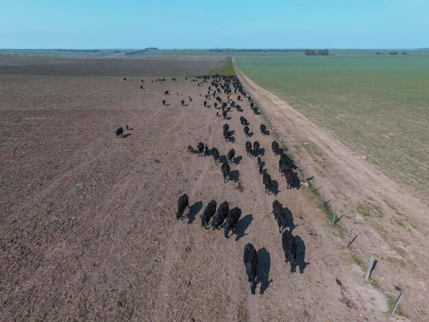 Herd of cows in the pampas fieldArgentina