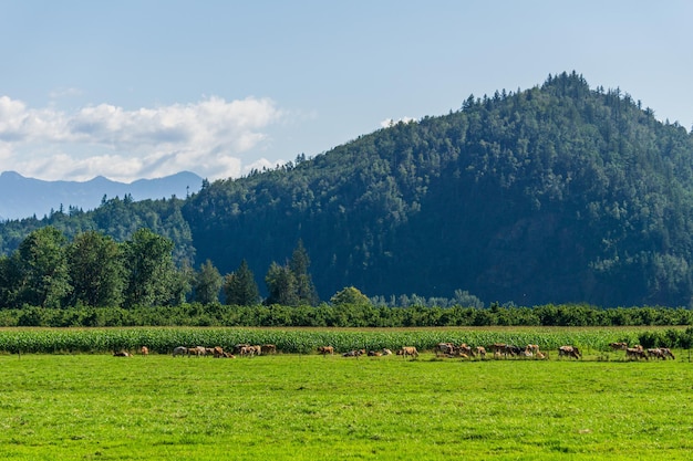 Herd of cows on a pasture around a green tree with mountain on background