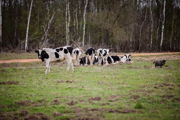 herd of cows sheep and pigs grazing in the field at the farm