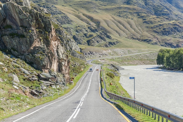 Mandria di mucche in piedi e bloccando una strada ad altaj, russia