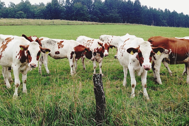 Photo herd of cows standing on grassy field against trees