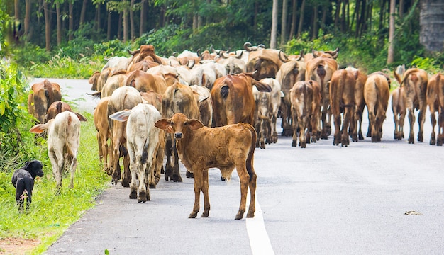 Herd of cows on the street