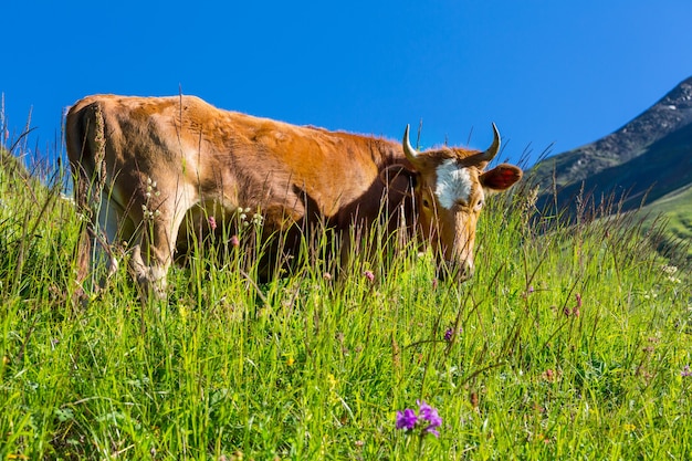 Herd of cows at summer green field .Agriculture farming rural pasture