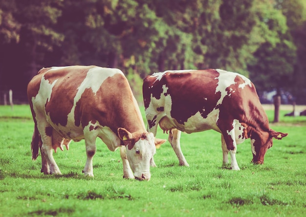 Стадо коров на летнем зеленом поле в винтажном стиле