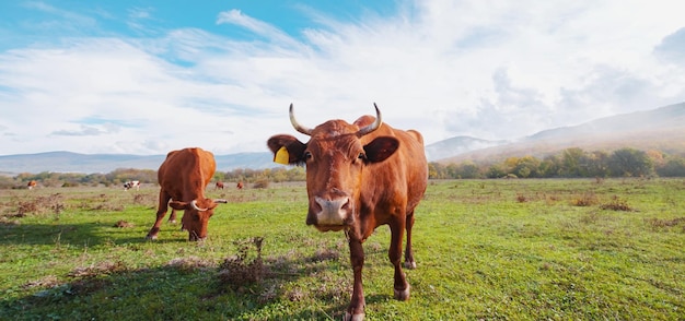 Herd of cows on a summer green field