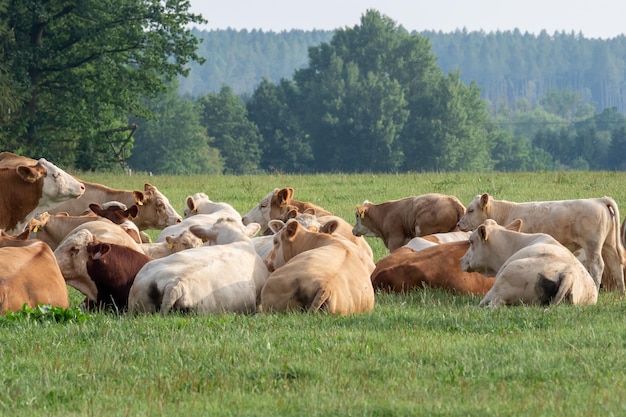 Herd of cows at summer green field