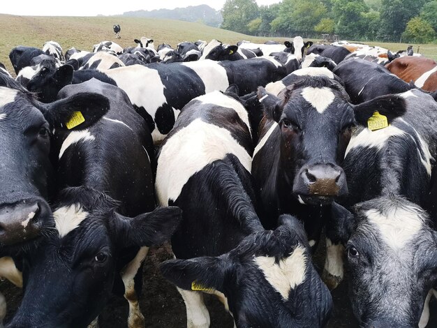 Photo herd of cows