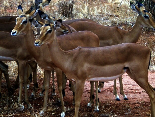 Foto branco di cervi sul campo