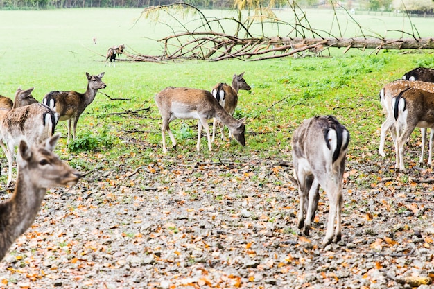 Herd of deer in the forest