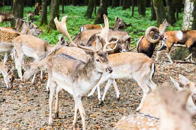 Herd of deer in the forest