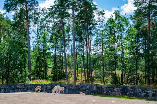 Photo a herd of deer grazes in a field with tall trees in the background.